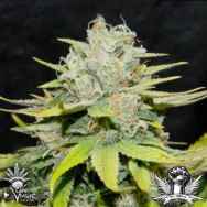 CannaVenture Seeds Road Kill Skunk